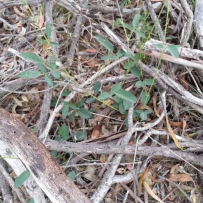 Oxytes brachypoda (Large Tick-trefoil) at Mount Ainslie - 6 Jan 2019 by SilkeSma