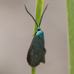 Pollanisus (genus) at Tennent, ACT - 5 Dec 2018 09:45 AM