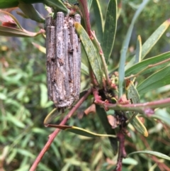 Clania lewinii & similar Casemoths (Parallel stick Case Moths) at Hughes, ACT - 7 Jan 2019 by KL