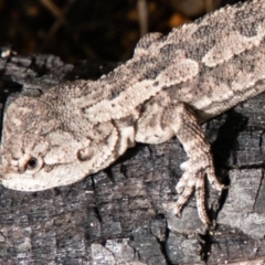 Amphibolurus muricatus (Jacky Lizard) at Tidbinbilla Nature Reserve - 15 Dec 2018 by SWishart