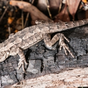 Amphibolurus muricatus at Paddys River, ACT - 15 Dec 2018