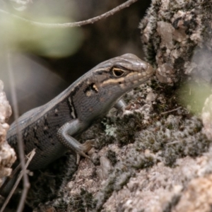 Liopholis whitii at Paddys River, ACT - 15 Dec 2018 03:50 PM