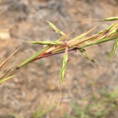 Cymbopogon refractus (Barbed-wire Grass) at Dunlop, ACT - 6 Jan 2019 by RWPurdie