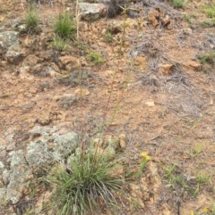 Cymbopogon refractus at Dunlop, ACT - 7 Jan 2019