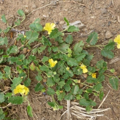 Sida corrugata (Corrugated Sida, Variable Sida) at Strathnairn, ACT - 7 Jan 2019 by RWPurdie
