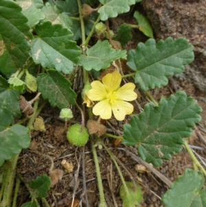 Sida corrugata at Strathnairn, ACT - 7 Jan 2019