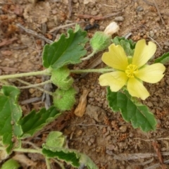 Sida corrugata at Strathnairn, ACT - 7 Jan 2019