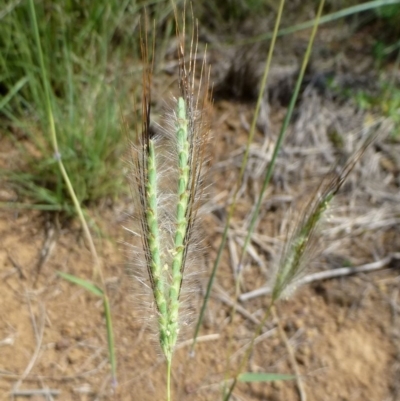 Dichanthium sericeum (Queensland Blue-grass) at Dunlop, ACT - 7 Jan 2019 by RWPurdie