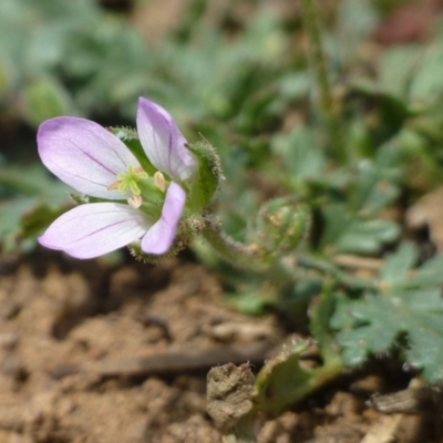Erodium botrys (Long Storksbill) at Dunlop, ACT - 7 Jan 2019 by RWPurdie