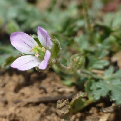 Erodium botrys (Long Storksbill) at Dunlop, ACT - 6 Jan 2019 by RWPurdie