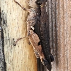 Phaulacridium vittatum (Wingless Grasshopper) at Monash, ACT - 6 Jan 2019 by jackQ