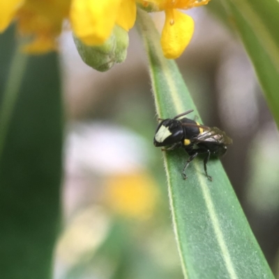 Hylaeus (Euprosopoides) rotundiceps (Hylaeine colletid bee) at Yarralumla, ACT - 6 Jan 2019 by PeterA