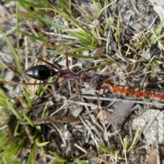 Myrmecia simillima at Googong, NSW - 7 Jan 2019