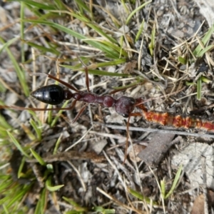 Myrmecia simillima at Googong, NSW - 7 Jan 2019