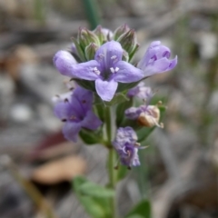 Mentha diemenica (Wild Mint, Slender Mint) at Wandiyali-Environa Conservation Area - 7 Jan 2019 by Wandiyali