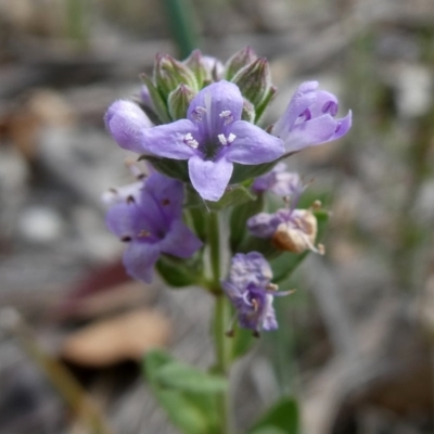 Mentha diemenica (Wild Mint, Slender Mint) at Wandiyali-Environa Conservation Area - 7 Jan 2019 by Wandiyali