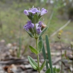 Mentha diemenica at Googong, NSW - 7 Jan 2019 03:56 PM