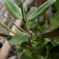 Mentha diemenica at Googong, NSW - 7 Jan 2019