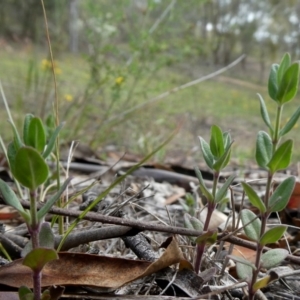 Mentha diemenica at Googong, NSW - 7 Jan 2019 03:56 PM