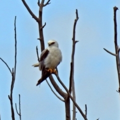 Elanus axillaris (Black-shouldered Kite) at Fyshwick, ACT - 5 Jan 2019 by RodDeb