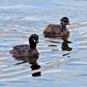 Tachybaptus novaehollandiae at Fyshwick, ACT - 6 Jan 2019