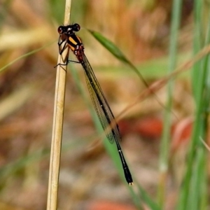 Nososticta solida at Fyshwick, ACT - 6 Jan 2019 10:25 AM