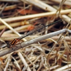 Nososticta solida at Fyshwick, ACT - 6 Jan 2019 10:25 AM