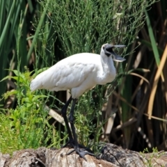 Platalea regia (Royal Spoonbill) at Fyshwick, ACT - 5 Jan 2019 by RodDeb