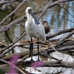 Platalea regia at Fyshwick, ACT - 6 Jan 2019 10:23 AM