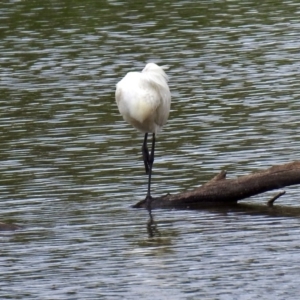 Platalea regia at Fyshwick, ACT - 6 Jan 2019 10:23 AM