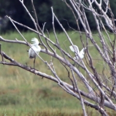 Platalea regia at Fyshwick, ACT - 6 Jan 2019 10:23 AM