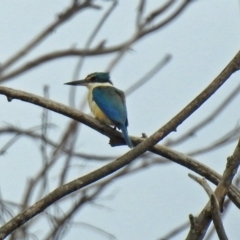 Todiramphus sanctus (Sacred Kingfisher) at Fyshwick, ACT - 5 Jan 2019 by RodDeb