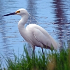 Egretta garzetta (Little Egret) at Fyshwick, ACT - 6 Jan 2019 by RodDeb