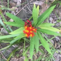 Asclepias curassavica (Tropical Milkweed, Red-head Cotton-bush) at Lilli Pilli, NSW - 6 Jan 2019 by nickhopkins