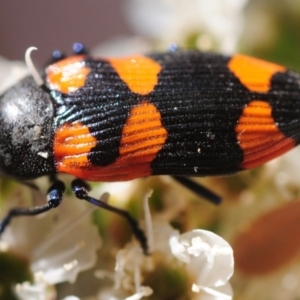 Castiarina thomsoni at Tinderry, NSW - 6 Jan 2019 06:11 PM