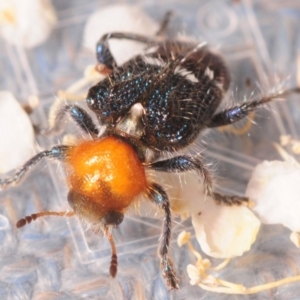 Zenithicola crassus at Cotter River, ACT - 2 Jan 2019 11:23 PM