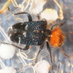 Zenithicola crassus at Cotter River, ACT - 2 Jan 2019