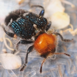 Zenithicola crassus at Cotter River, ACT - 2 Jan 2019 11:23 PM