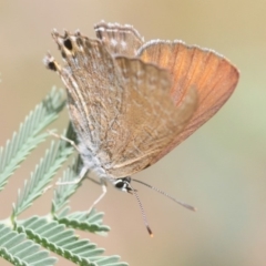 Jalmenus icilius (Amethyst Hairstreak) at Tinderry, NSW - 6 Jan 2019 by Harrisi