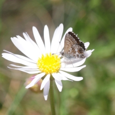 Neolucia hobartensis (Montane Heath-blue) at Cotter River, ACT - 3 Jan 2019 by Harrisi