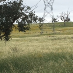 Dama dama (Fallow Deer) at Dunlop, ACT - 7 Jan 2019 by JaneR