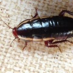 Drymaplaneta communis (Eastern Wood Runner, Common Shining Cockroach) at Greenleigh, NSW - 3 Jan 2019 by LyndalT