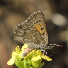 Lucia limbaria (Chequered Copper) at Greenway, ACT - 18 Dec 2018 by michaelb