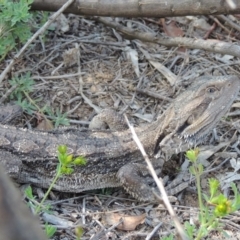 Pogona barbata (Eastern Bearded Dragon) at Greenway, ACT - 18 Dec 2018 by michaelb