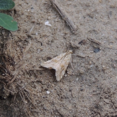 Hellula hydralis (Cabbage Centre Moth) at Greenway, ACT - 18 Dec 2018 by MichaelBedingfield