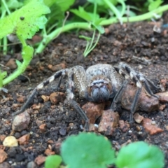 Neosparassus calligaster (Beautiful Badge Huntsman) at Monash, ACT - 7 Jan 2019 by jackQ