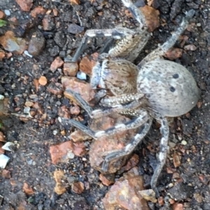 Neosparassus calligaster at Monash, ACT - 8 Jan 2019