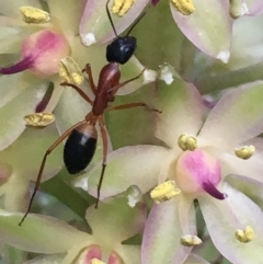 Camponotus consobrinus (Banded sugar ant) at Monash, ACT - 7 Jan 2019 by jackQ