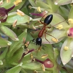 Camponotus consobrinus at Monash, ACT - 7 Jan 2019