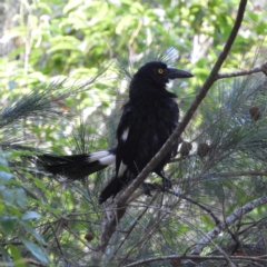 Strepera graculina (Pied Currawong) at Bawley Point, NSW - 4 Jan 2019 by MatthewFrawley